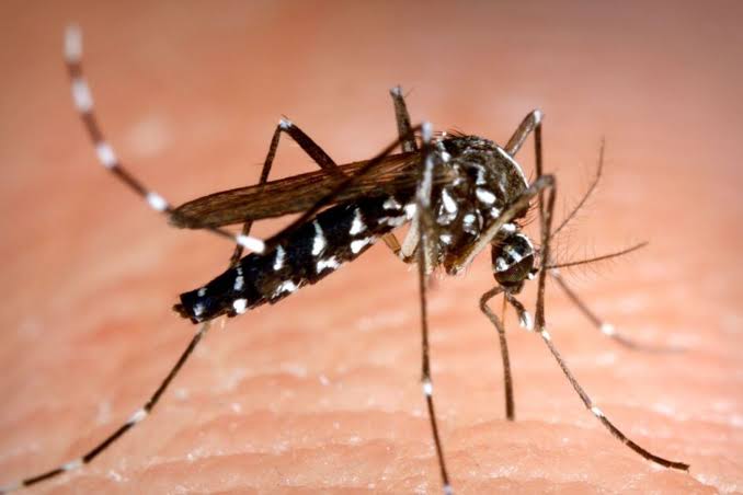 WH0: Misri haina Malaria
